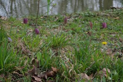<i>Fritillaria meleagris</i>