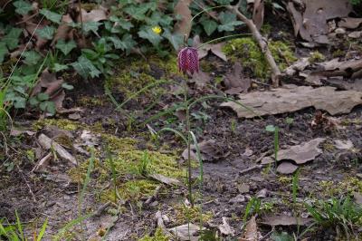 <i>Fritillaria meleagris</i>