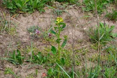 <i>Barbarea vulgaris</i>