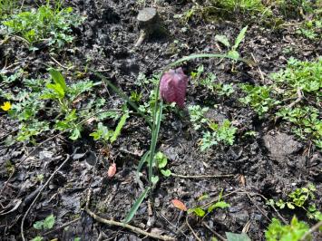 <i>Fritillaria meleagris</i>