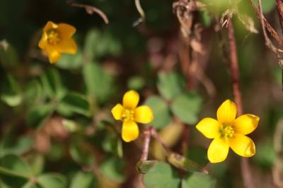 <i>Oxalis corniculata</i>