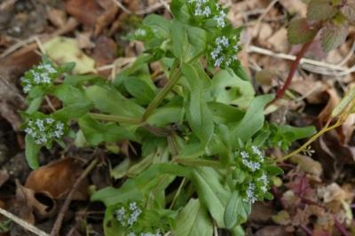 <i>Valerianella</i>