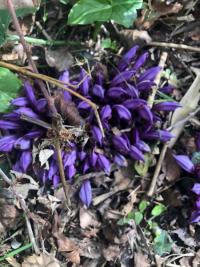 <i>Lathraea clandestina</i>