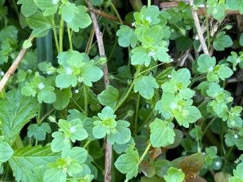 <i>Veronica sublobata</i>