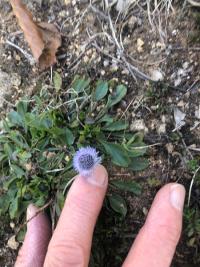 <i>Globularia bisnagarica</i>