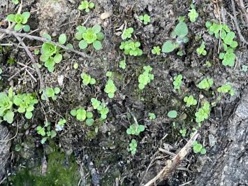 <i>Sedum cepaea</i>
