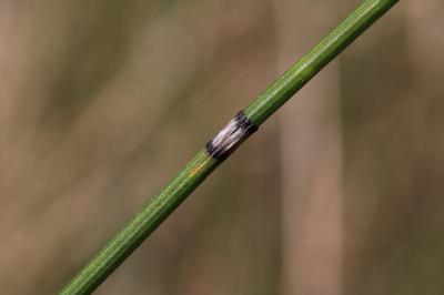 <i>Equisetum x moorei</i>