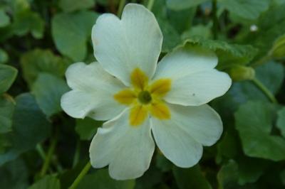 <i>Primula vulgaris</i>