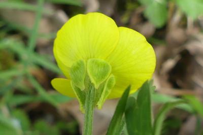 <i>Ranunculus bulbosus</i>
