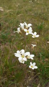 <i>Saxifraga granulata</i>