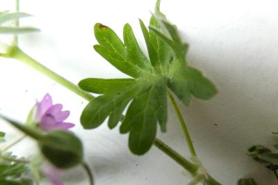<i>Geranium molle</i>