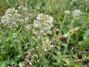 <i>Lepidium campestre</i>