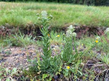 <i>Lepidium campestre</i>