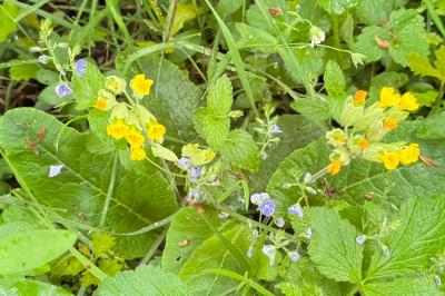<i>Primula veris</i>