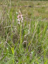 <i>Anacamptis morio</i>
