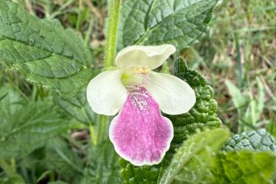 <i>Melittis melissophyllum</i>