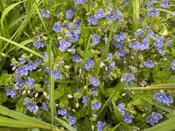 <i>Veronica chamaedrys</i>