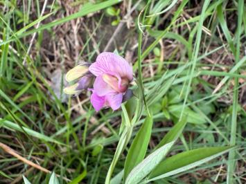 <i>Lathyrus linifolius</i>
