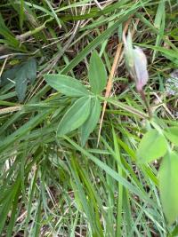 <i>Lathyrus linifolius</i>