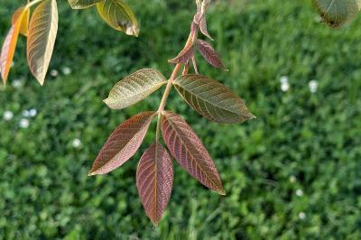 <i>Juglans regia</i>