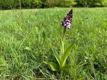 <i>Orchis purpurea</i>