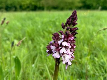 <i>Orchis purpurea</i>