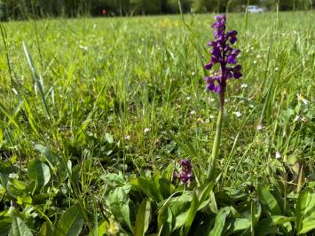 <i>Anacamptis morio</i>