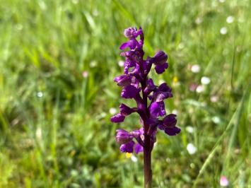 <i>Anacamptis morio</i>