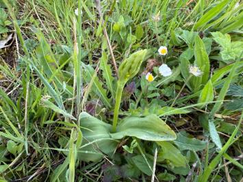 <i>Platanthera</i>