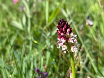 <i>Neotinea ustulata</i>