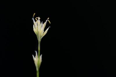 <i>Rhynchospora alba</i>