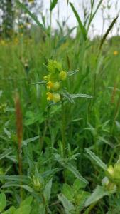 <i>Rhinanthus minor</i>