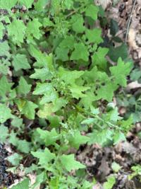 <i>Lactuca muralis</i>