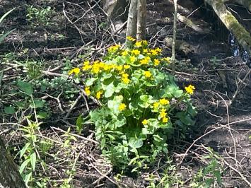 <i>Caltha palustris</i>