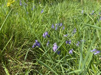 <i>Hyacinthoides non-scripta</i>