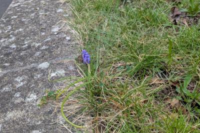<i>Muscari neglectum</i>