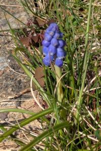 <i>Muscari neglectum</i>