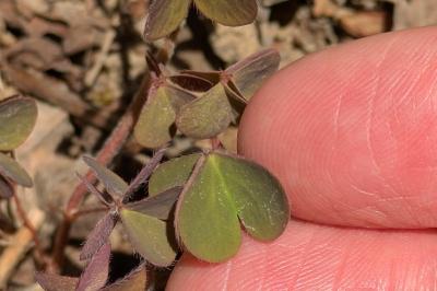 <i>Oxalis corniculata</i>