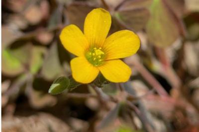 <i>Oxalis corniculata</i>