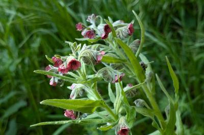 <i>Cynoglossum officinale</i>