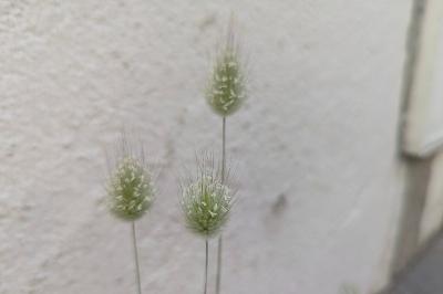 <i>Lagurus ovatus</i>