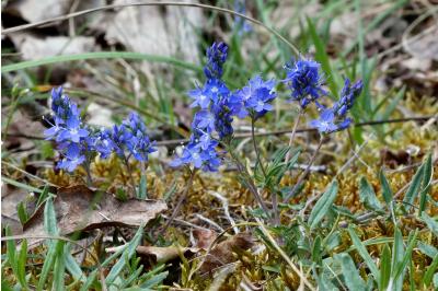 <i>Veronica saturejifolia</i>