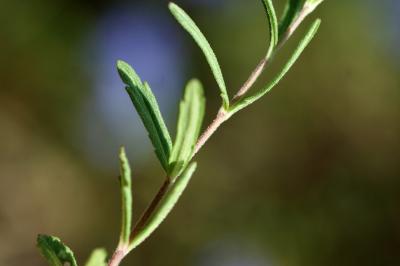 <i>Veronica saturejifolia</i>