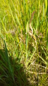 <i>Carex praecox</i>