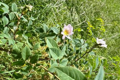 <i>Rosa canina</i>