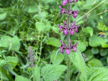 <i>Stachys sylvatica</i>
