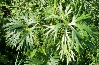 <i>Aconitum bauhinii</i>