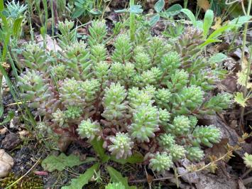 <i>Sedum</i>