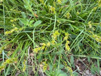 <i>Carex leersii</i>
