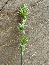 <i>Carex leersii</i>